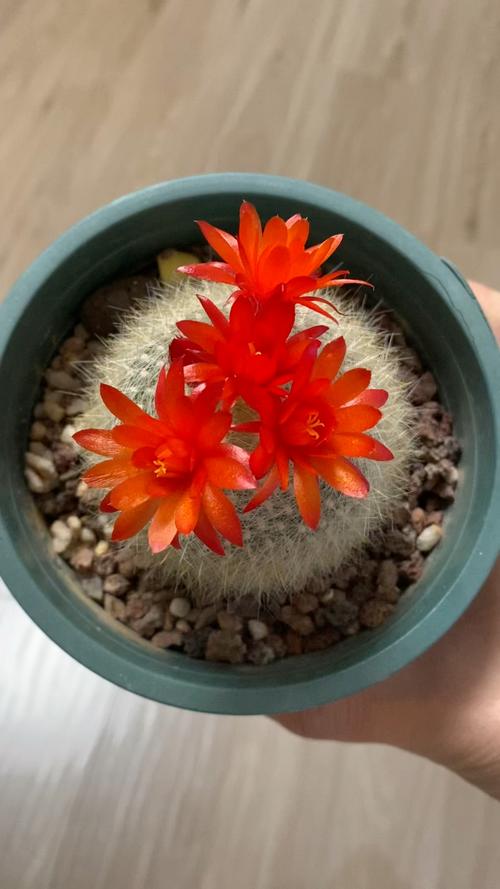 白雪光的养殖方法，白雪光仙人球值得养吗-第7张图片-优品飞百科