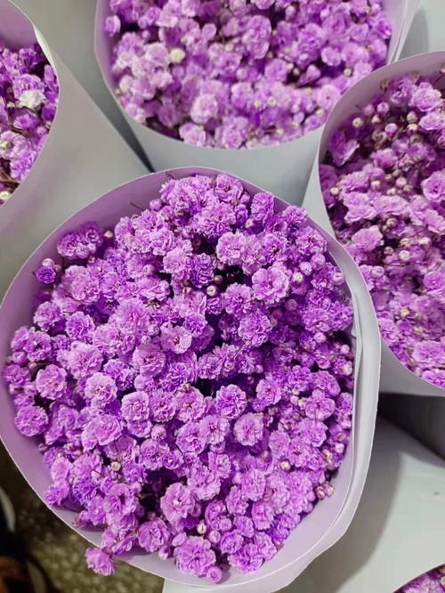 紫萼距花怎么过冬?紫花萼距花?-第1张图片-优品飞百科 紫萼距花怎么过冬?紫花萼距花?-第1张图片-优品飞百科