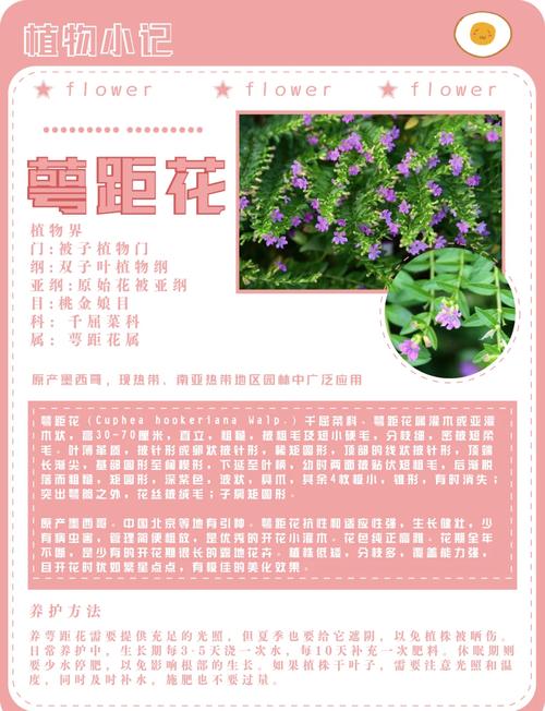 紫萼距花怎么过冬?紫花萼距花?-第2张图片-优品飞百科 紫萼距花怎么过冬?紫花萼距花?-第2张图片-优品飞百科