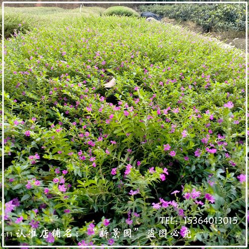 紫萼距花怎么过冬?紫花萼距花?-第3张图片-优品飞百科 紫萼距花怎么过冬?紫花萼距花?-第3张图片-优品飞百科