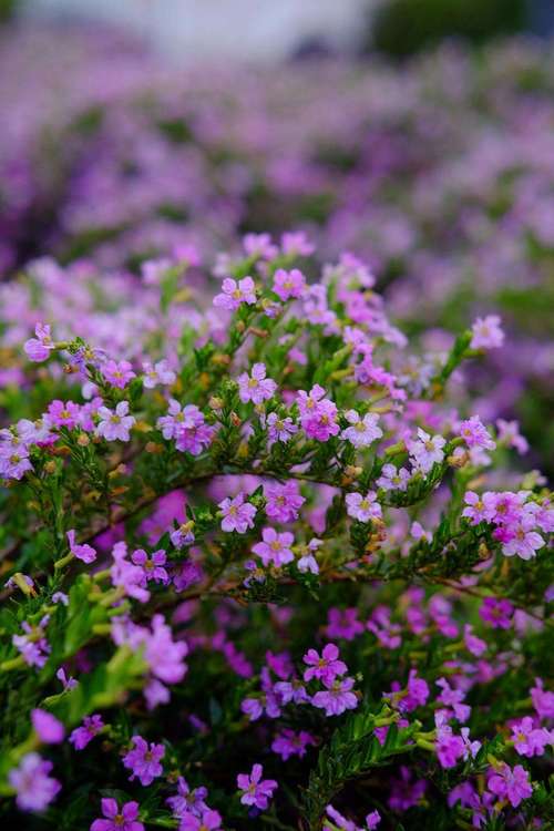 紫萼距花怎么过冬?紫花萼距花?-第4张图片-优品飞百科 紫萼距花怎么过冬?紫花萼距花?-第4张图片-优品飞百科