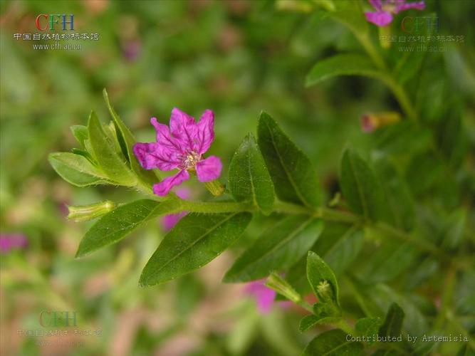 紫萼距花怎么过冬?紫花萼距花?-第5张图片-优品飞百科 紫萼距花怎么过冬?紫花萼距花?-第5张图片-优品飞百科