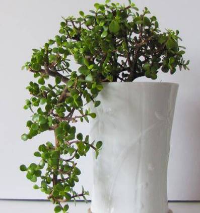 金枝玉叶怎么养才爆盆？金枝玉叶怎么养 盆栽？-第2张图片-优品飞百科