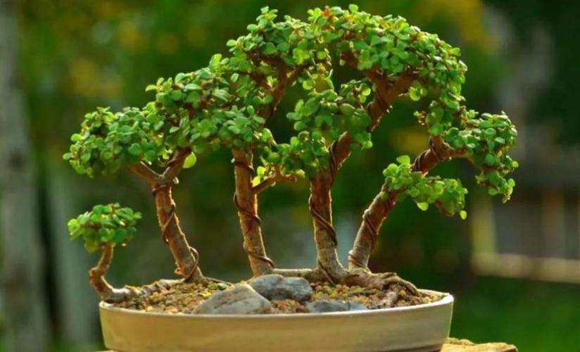 金枝玉叶怎么养才爆盆？金枝玉叶怎么养 盆栽？-第3张图片-优品飞百科