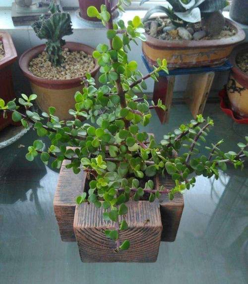 金枝玉叶怎么养才爆盆？金枝玉叶怎么养 盆栽？-第4张图片-优品飞百科