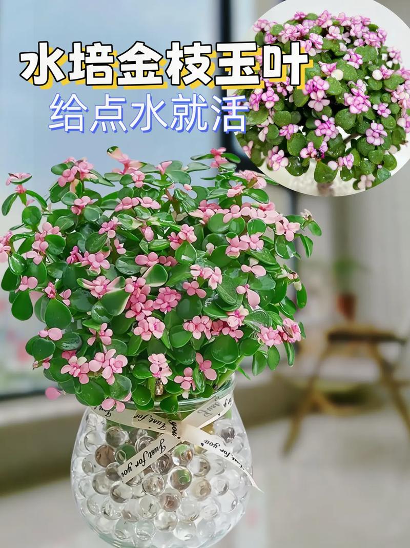 金枝玉叶怎么养才爆盆？金枝玉叶怎么养 盆栽？-第5张图片-优品飞百科