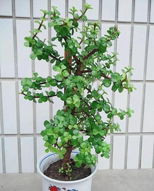 金枝玉叶怎么养才爆盆？金枝玉叶怎么养 盆栽？-第6张图片-优品飞百科