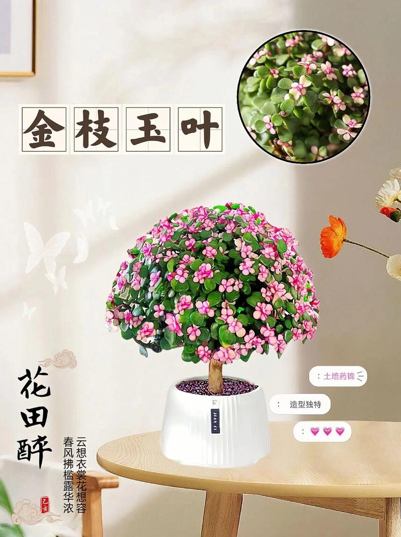 金枝玉叶怎么养才爆盆？金枝玉叶怎么养 盆栽？-第7张图片-优品飞百科