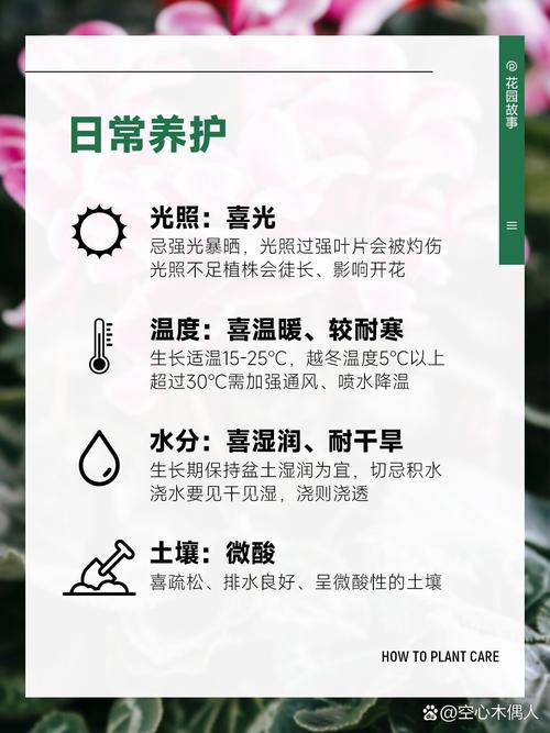 仙客来花期怎么延长？仙客来花期管理方法？