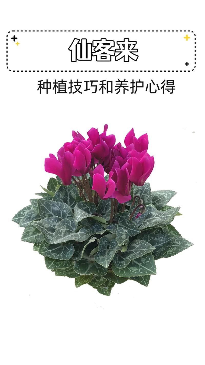 仙客来花期怎么延长？仙客来花期管理方法？-第2张图片-优品飞百科