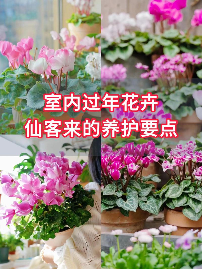 仙客来花期怎么延长？仙客来花期管理方法？-第3张图片-优品飞百科