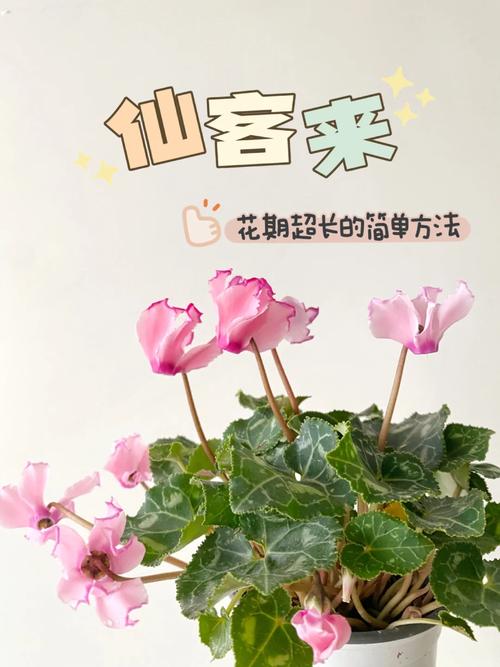 仙客来花期怎么延长？仙客来花期管理方法？-第4张图片-优品飞百科