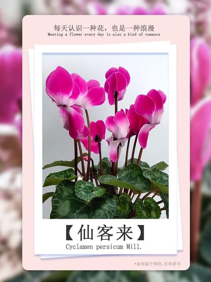 仙客来花期怎么延长？仙客来花期管理方法？-第5张图片-优品飞百科