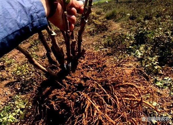 牡丹花刚栽要浇水吗？刚栽牡丹花注意什么？