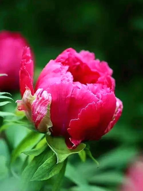 牡丹花刚栽要浇水吗?刚栽牡丹花注意什么?-第2张图片-优品飞百科 牡丹花刚栽要浇水吗?刚栽牡丹花注意什么?-第2张图片-优品飞百科