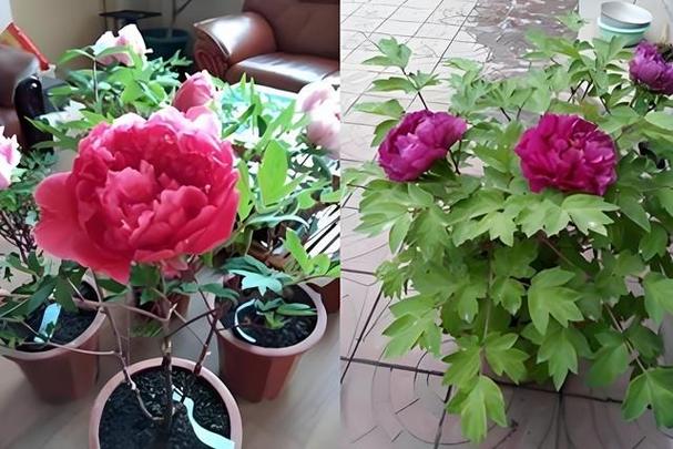 牡丹花刚栽要浇水吗?刚栽牡丹花注意什么?-第3张图片-优品飞百科 牡丹花刚栽要浇水吗?刚栽牡丹花注意什么?-第3张图片-优品飞百科