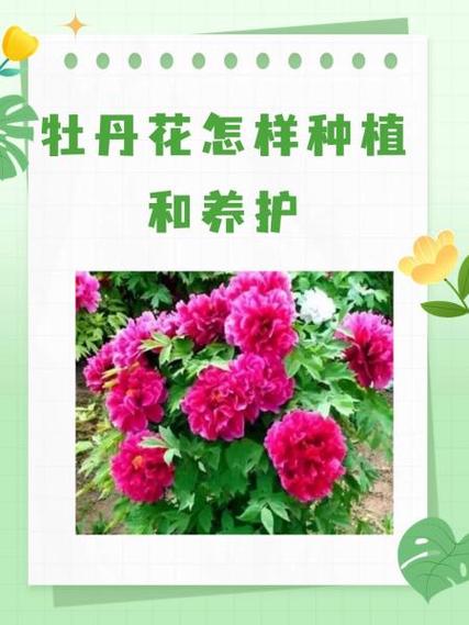 牡丹花刚栽要浇水吗?刚栽牡丹花注意什么?-第4张图片-优品飞百科 牡丹花刚栽要浇水吗?刚栽牡丹花注意什么?-第4张图片-优品飞百科