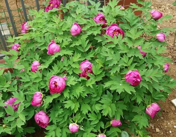 牡丹花刚栽要浇水吗?刚栽牡丹花注意什么?-第5张图片-优品飞百科 牡丹花刚栽要浇水吗?刚栽牡丹花注意什么?-第5张图片-优品飞百科