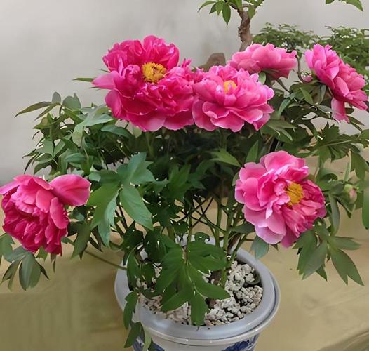 牡丹花刚栽要浇水吗?刚栽牡丹花注意什么?-第6张图片-优品飞百科 牡丹花刚栽要浇水吗?刚栽牡丹花注意什么?-第6张图片-优品飞百科