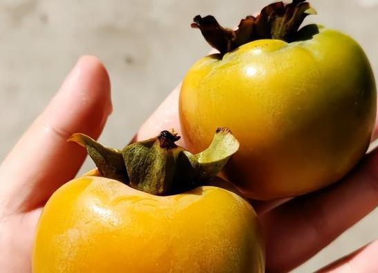 柿子发涩麻嘴巴，柿子麻嘴怎么办-第4张图片-优品飞百科