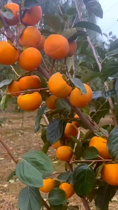 柿子发涩麻嘴巴，柿子麻嘴怎么办-第5张图片-优品飞百科