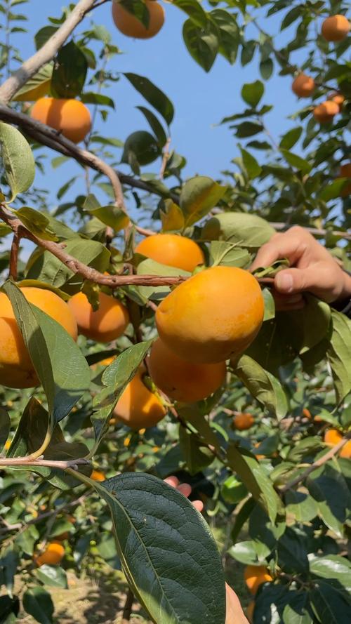 柿子发涩麻嘴巴，柿子麻嘴怎么办-第6张图片-优品飞百科