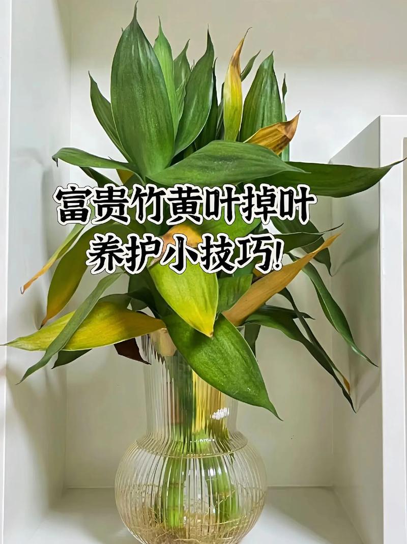 富贵竹长高了怎么修剪，富贵竹越长越高代表什么-第2张图片-优品飞百科