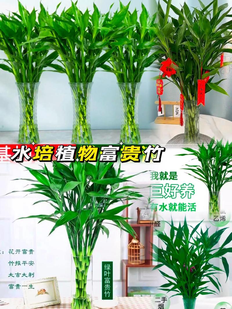 富贵竹长高了怎么修剪，富贵竹越长越高代表什么-第4张图片-优品飞百科