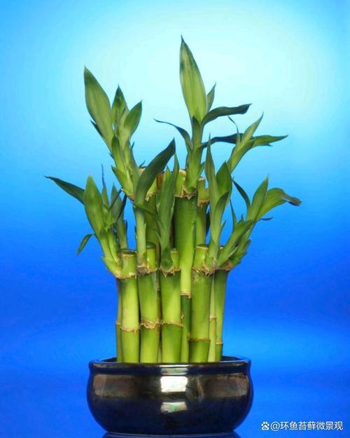 富贵竹长高了怎么修剪，富贵竹越长越高代表什么-第5张图片-优品飞百科