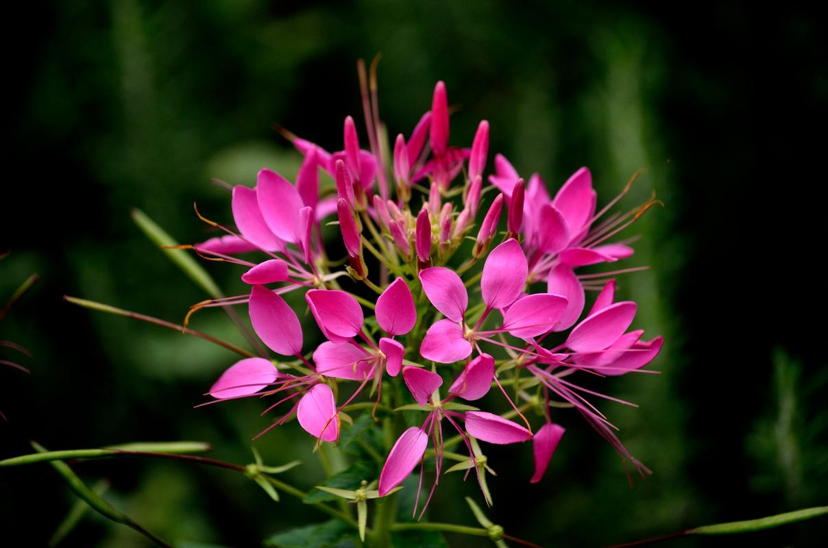 醉蝶花怎么养？醉蝶花怎么养护？