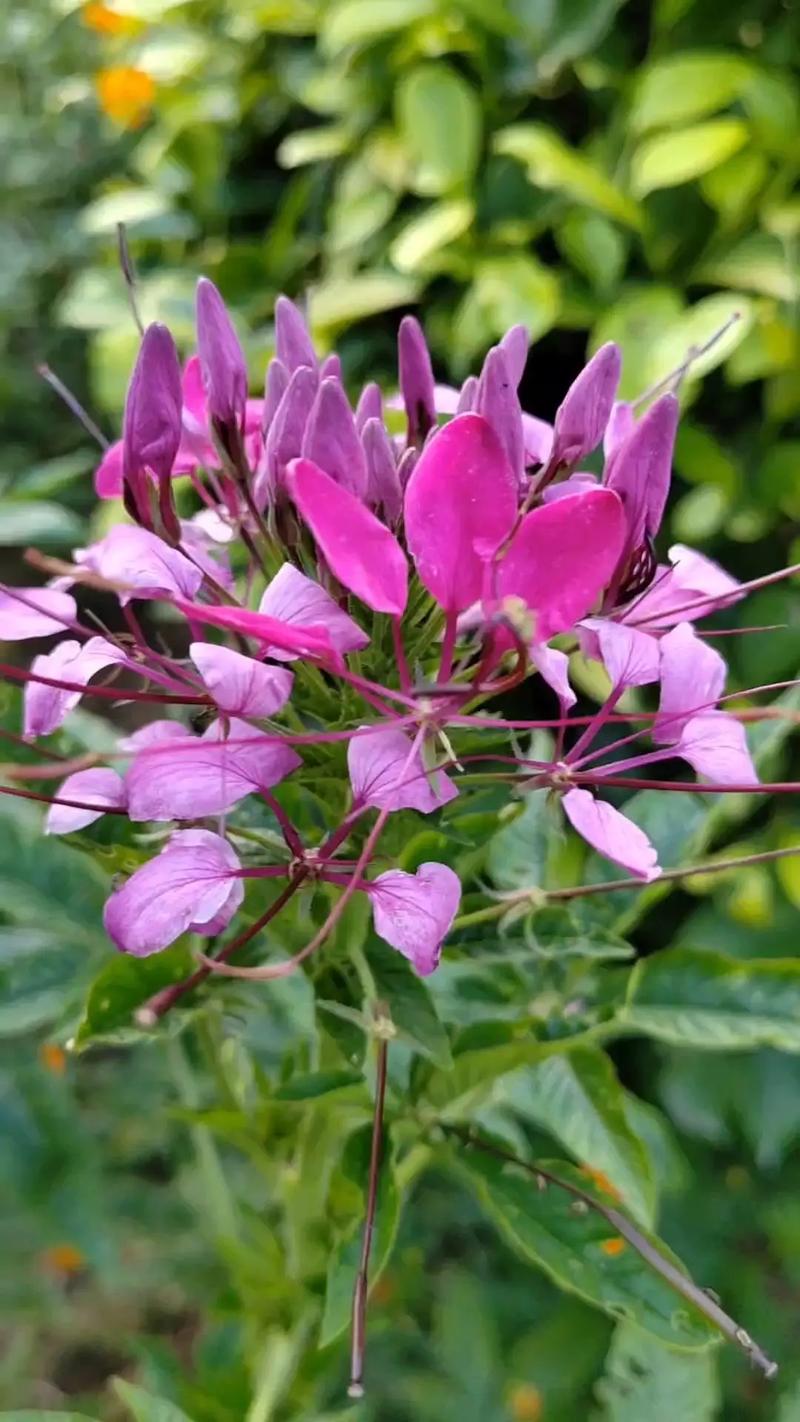 醉蝶花怎么养？醉蝶花怎么养护？-第2张图片-优品飞百科