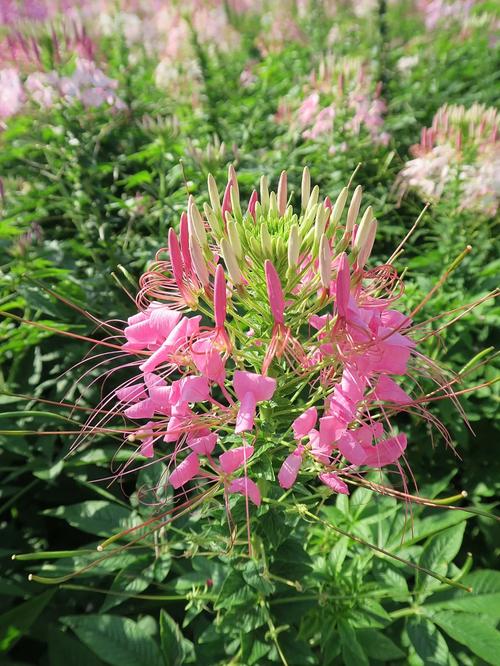 醉蝶花怎么养？醉蝶花怎么养护？-第3张图片-优品飞百科