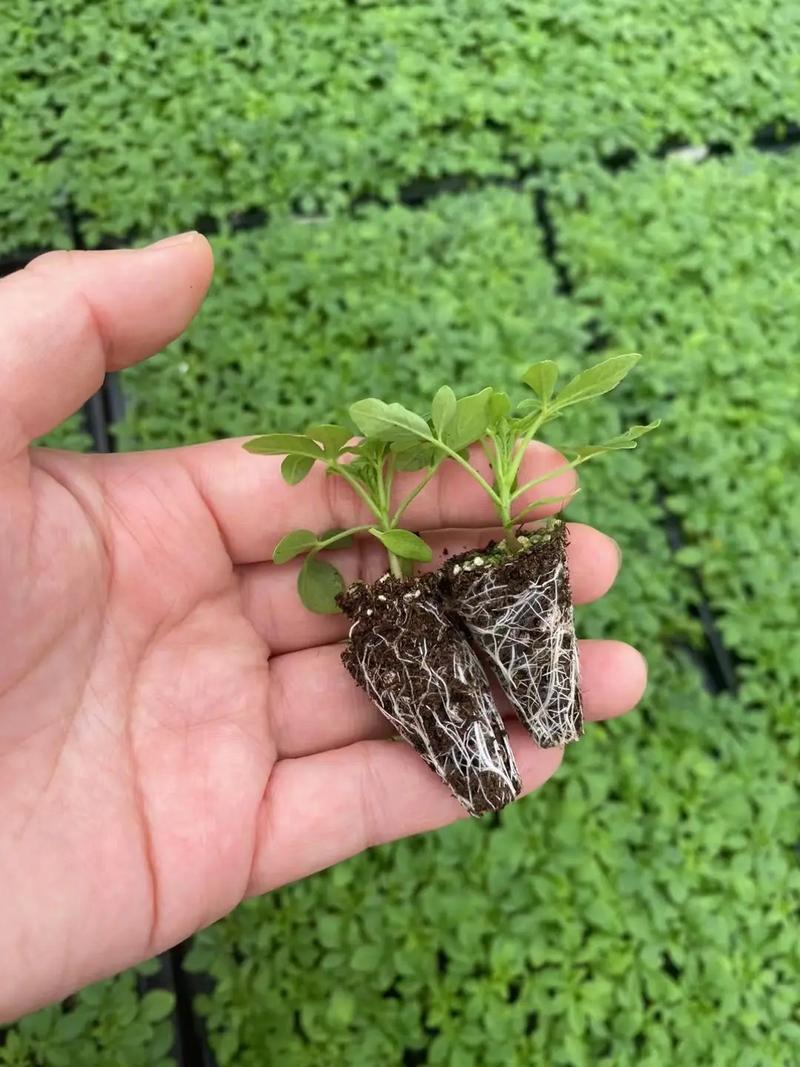 醉蝶花怎么养？醉蝶花怎么养护？-第4张图片-优品飞百科