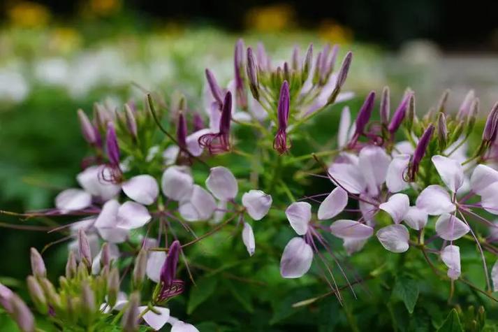 醉蝶花怎么养？醉蝶花怎么养护？-第5张图片-优品飞百科