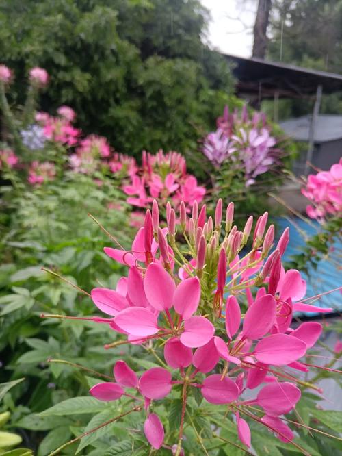 醉蝶花怎么养？醉蝶花怎么养护？-第6张图片-优品飞百科