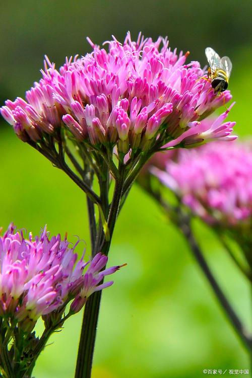 醉蝶花怎么养？醉蝶花怎么养护？-第7张图片-优品飞百科