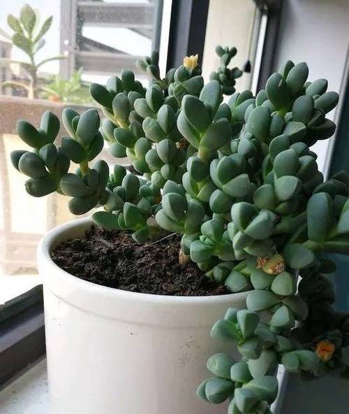 鹿角海棠怎么养，鹿角海棠怎么养成老桩