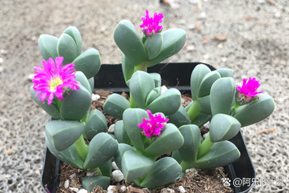 鹿角海棠怎么养，鹿角海棠怎么养成老桩-第2张图片-优品飞百科