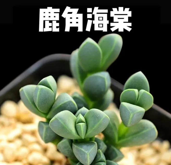 鹿角海棠怎么养，鹿角海棠怎么养成老桩-第3张图片-优品飞百科