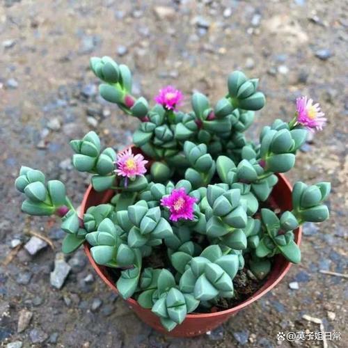 鹿角海棠怎么养，鹿角海棠怎么养成老桩-第4张图片-优品飞百科