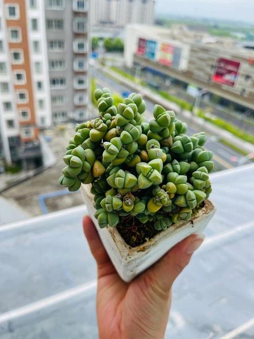 鹿角海棠怎么养，鹿角海棠怎么养成老桩-第5张图片-优品飞百科