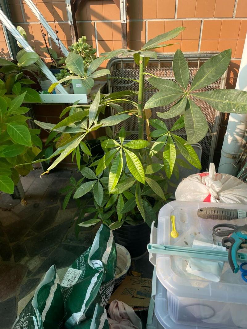 发财树怕冻吗，发财树怕冻吗,有妙招吗