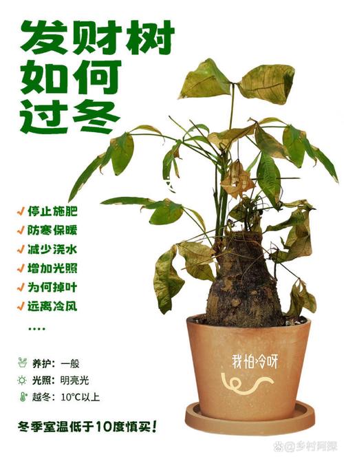 发财树怕冻吗，发财树怕冻吗,有妙招吗-第2张图片-优品飞百科