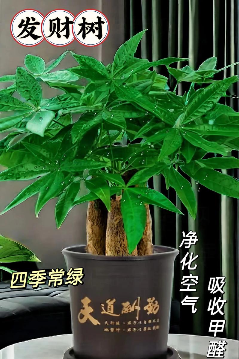 发财树怕冻吗，发财树怕冻吗,有妙招吗-第3张图片-优品飞百科