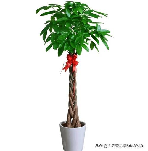 发财树怕冻吗，发财树怕冻吗,有妙招吗-第4张图片-优品飞百科