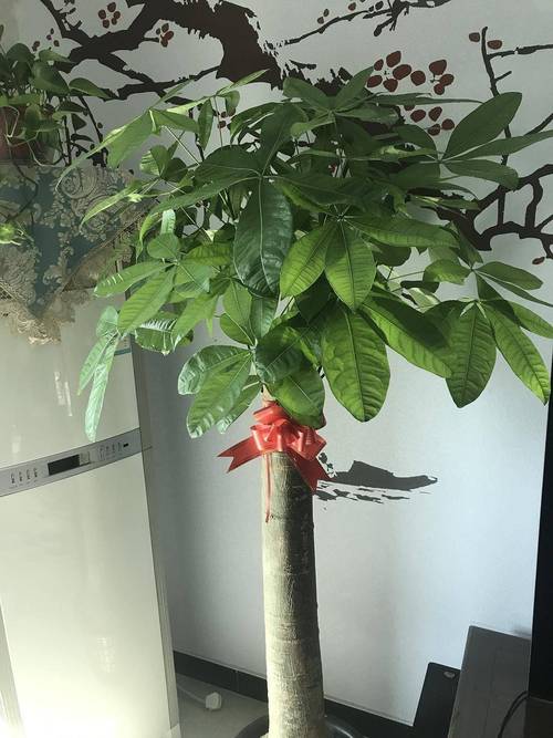 发财树怕冻吗，发财树怕冻吗,有妙招吗-第5张图片-优品飞百科