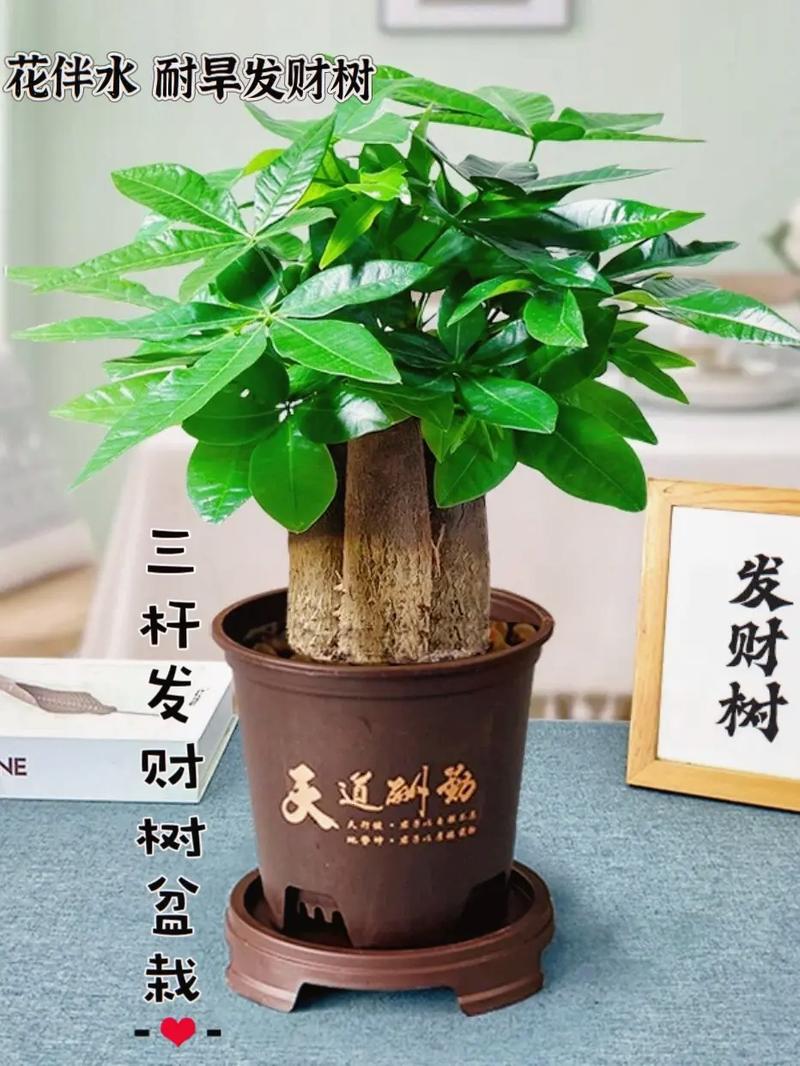 发财树怕冻吗，发财树怕冻吗,有妙招吗-第6张图片-优品飞百科