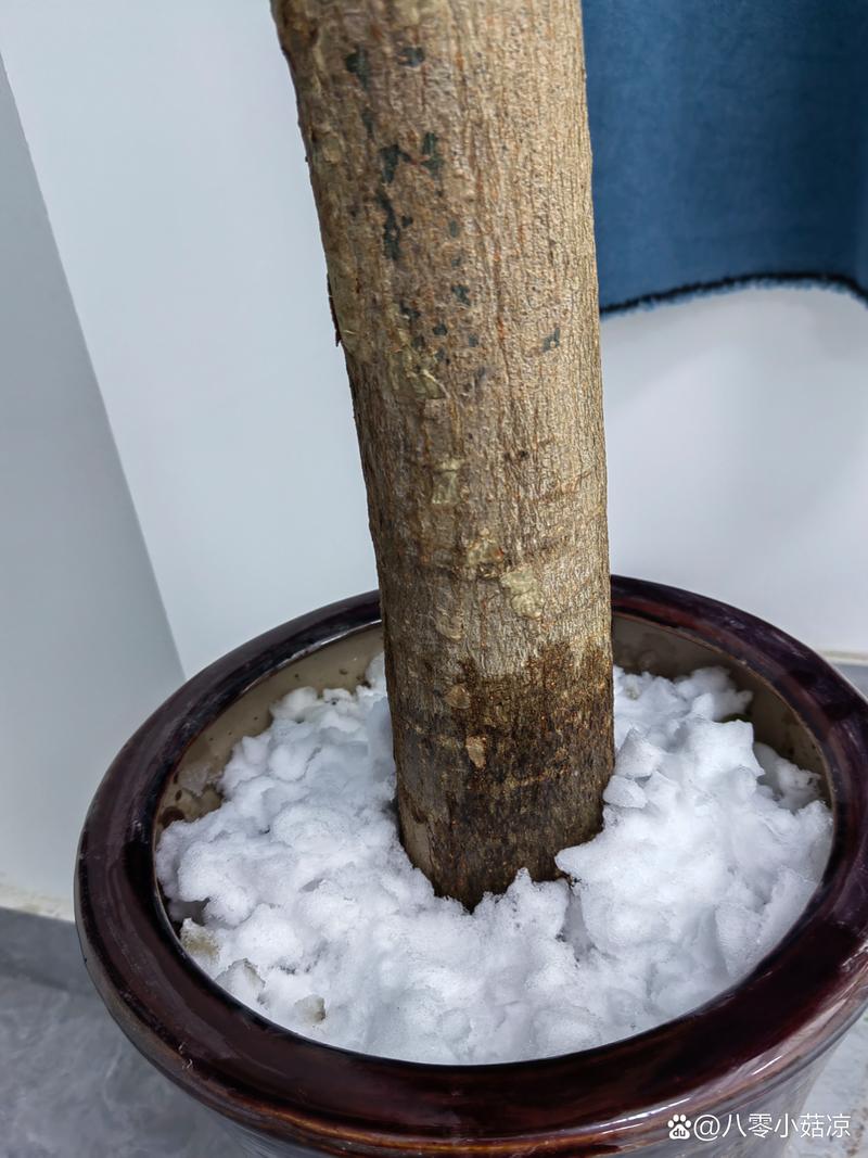发财树怕冻吗，发财树怕冻吗,有妙招吗-第8张图片-优品飞百科