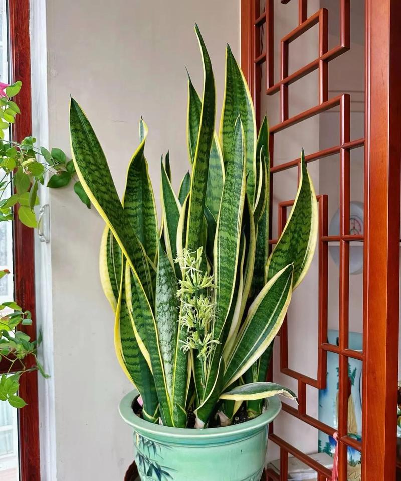 怎样促使虎皮兰冒新芽？怎么让虎皮兰长根？