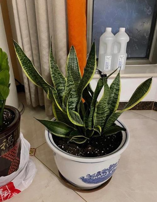 怎样促使虎皮兰冒新芽？怎么让虎皮兰长根？-第2张图片-优品飞百科